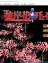 485 - 彼岸花盛开之夜 第一夜 彼岸花の咲く夜に 第一夜汉化硬盘版